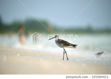 Large-Billed Dowitcher wild sea bird looking for food on seaside in summer Large-Billed Dowitcher wild sea bird looking for food on seaside in summer 105994922