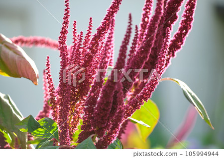 Indian red amaranth plant growing in summer garden. Leaf vegetable, cereal and ornamental plant, source of proteins and amino acids. Indian red amaranth plant growing in summer garden. Leaf vegetable, cereal and ornamental plant, source of proteins and amino acids. 105994944