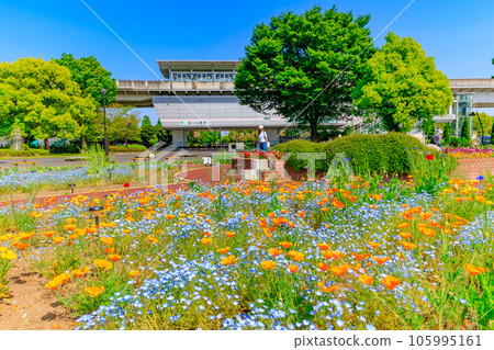 東京足立區，美麗的花朵盛開的捨人公園站 105995161