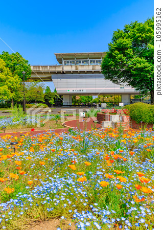 東京足立區,美麗的花朵盛開的捨人公園站 東京足立區,美麗的花朵盛開的捨人公園站 105995162