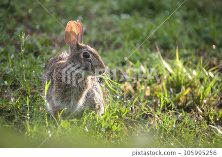 Grey small hare eating grass on summer field. Wild rabbit in nature Grey small hare eating grass on summer field. Wild rabbit in nature 105995256