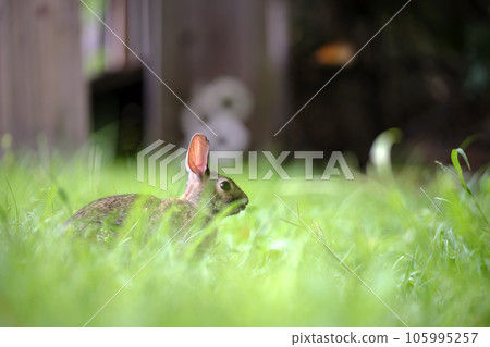 Grey small hare eating grass on summer field. Wild rabbit in nature 105995257
