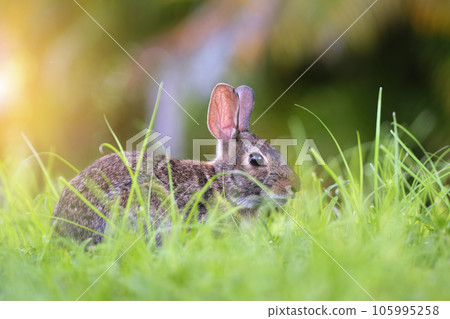 Grey small hare eating grass on summer field. Wild rabbit in nature Grey small hare eating grass on summer field. Wild rabbit in nature 105995258