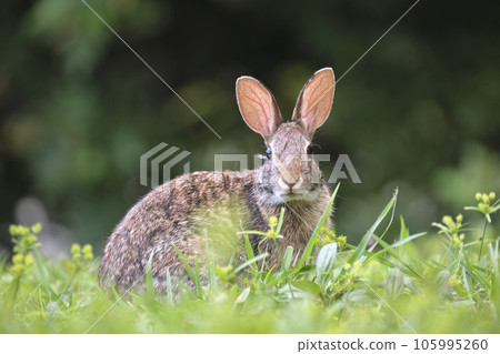 Grey small hare eating grass on summer field. Wild rabbit in nature 105995260