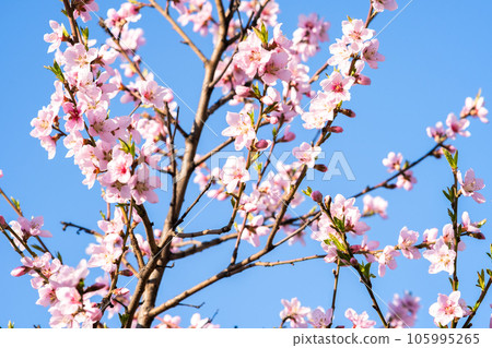 Fruit tree twigs with blooming white and pink petal flowers in spring garden. Fruit tree twigs with blooming white and pink petal flowers in spring garden. 105995265