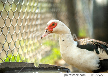 Duck feed on traditional rural barnyard. Detail of a waterbird drinking water on barn yard. Free range poultry farming concept. 105995279