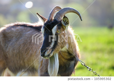 Domestic milk goat with long beard and horns grazing on green farm pasture on summer day. Feeding of cattle on farmland grassland 105995302