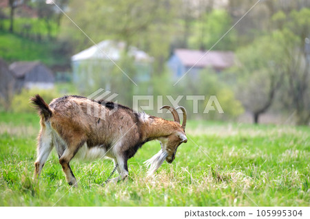 Domestic milk goat with long beard and horns grazing on green farm pasture on summer day. Feeding of cattle on farmland grassland 105995304