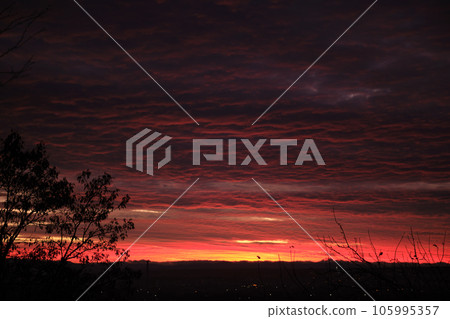 Dark foliage of small trees and bush against bright colorful sunset sky with vivid clouds illuminated with setting sun light Dark foliage of small trees and bush against bright colorful sunset sky with vivid clouds illuminated with setting sun light 105995357