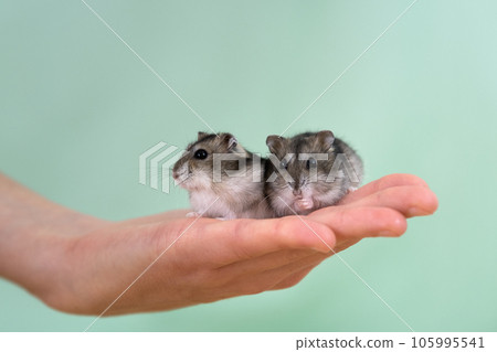 Closeup of two small funny miniature jungar hamsters sitting on a woman's hands. Fluffy and cute Dzhungar rats at home. 105995541