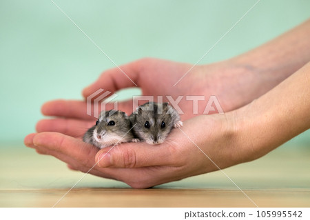 Closeup of two small funny miniature jungar hamsters sitting on a woman's hands. Fluffy and cute Dzhungar rats at home. 105995542