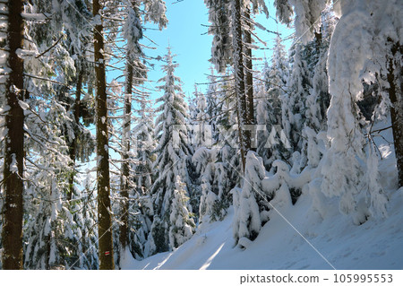 Closeup of pine tree branches covered with fresh fallen snow in winter mountain forest on cold bright day. 105995553
