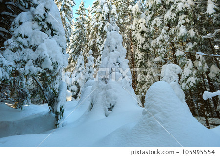 Closeup of pine tree branches covered with fresh fallen snow in winter mountain forest on cold bright day. 105995554