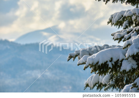 Closeup of pine tree branches covered with fresh fallen snow in winter mountain forest on cold bright day. Closeup of pine tree branches covered with fresh fallen snow in winter mountain forest on cold bright day. 105995555