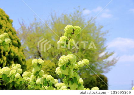Odemari flower beginning to bloom Odemari flower beginning to bloom 105995569
