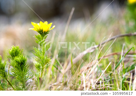 Close up of small yellow wild flower blooming in green spring field. Close up of small yellow wild flower blooming in green spring field. 105995617