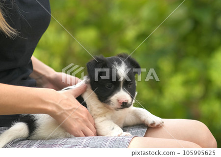 Close up of a woman holding small puppy on her lap. Close up of a woman holding small puppy on her lap. 105995625