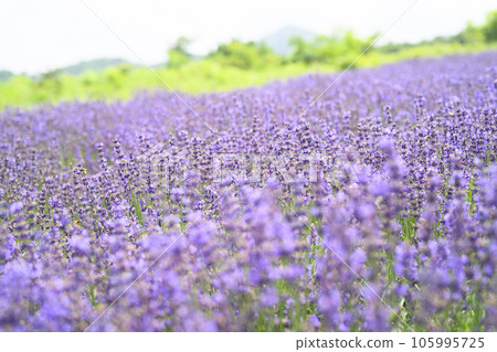 盛開的薰衣草（北海道） 105995725