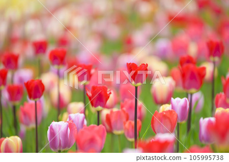 鬱金香盛開 105995738
