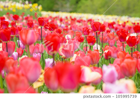 鬱金香盛開 105995739