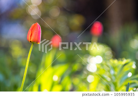 Bright red tulip flower growing in spring garden. 105995935