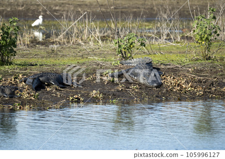 American alligators enjoying the heat from the sun on the bank of the lake in Florida American alligators enjoying the heat from the sun on the bank of the lake in Florida 105996127