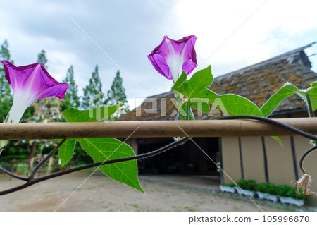 牽牛花和茅草 牽牛花和茅草 105996870