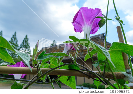 茅草屋頂和牽牛花 105996871