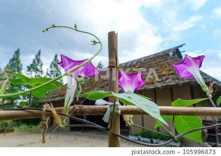 morning glory and old folk house morning glory and old folk house 105996873