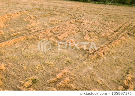 Aerial view of ripe farm field ready for harvesting with fallen down broken by wind wheat heads. Damaged crops and agriculture failure concept. Aerial view of ripe farm field ready for harvesting with fallen down broken by wind wheat heads. Damaged crops and agriculture failure concept. 105997175