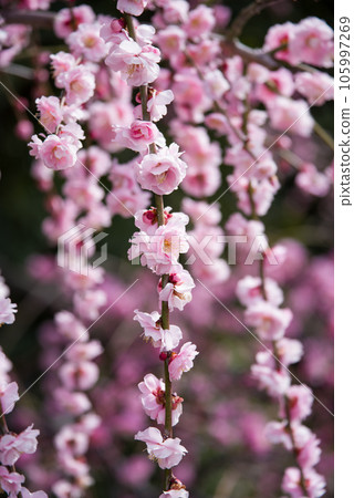 "Weeping Ume" in full bloom "Weeping Ume" in full bloom 105997269