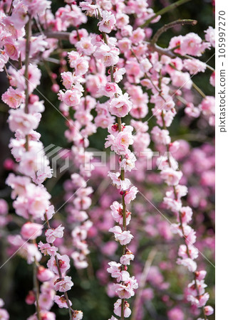 名花之裡“梅園” 105997270