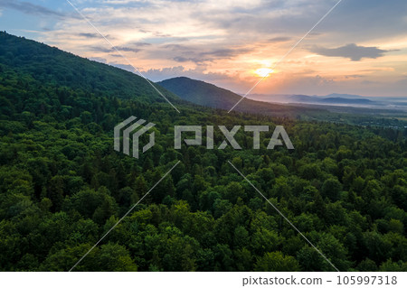 Aerial view of green pine forest with dark spruce trees covering mountain hills at sunset. Nothern woodland scenery from above 105997318