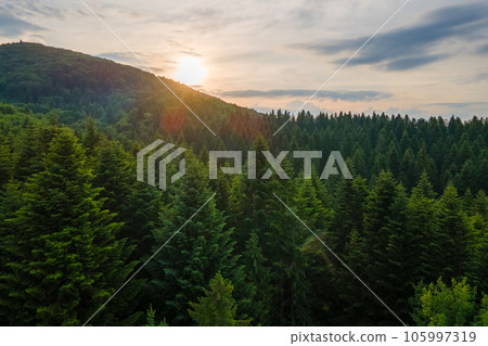 Aerial view of green pine forest with dark spruce trees covering mountain hills at sunset. Nothern woodland scenery from above 105997319