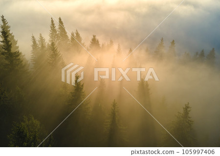 Aerial view of brightly illuminated with sunlight beams foggy dark forest with pine trees at autumn sunrise. Amazing wild woodland at misty dawn. Environment and nature protection concept Aerial view of brightly illuminated with sunlight beams foggy dark forest with pine trees at autumn sunrise. Amazing wild woodland at misty dawn. Environment and nature protection concept 105997406