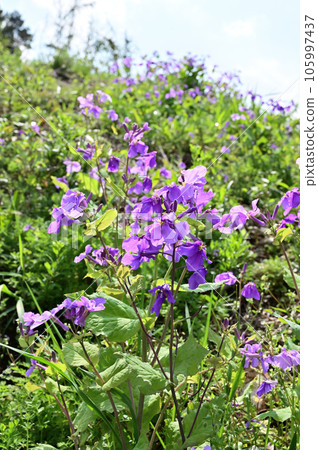 植物：十字花科 105997437