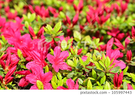 Tree: Kirishima Azalea Rhododendron 105997443