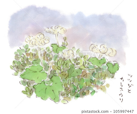 夏季黃昏時分,水彩畫中的葫蘆花已開始開放,藤蔓在灌木叢中爬行 夏季黃昏時分,水彩畫中的葫蘆花已開始開放,藤蔓在灌木叢中爬行 105997447