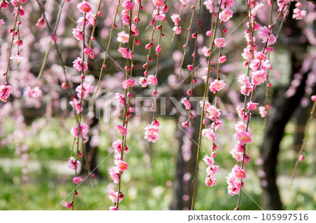 Nabana no Sato "Plum Garden" Nabana no Sato "Plum Garden" 105997516