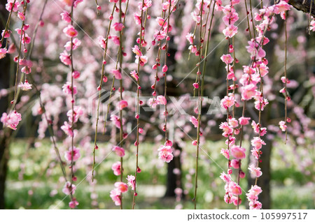 Early spring beauty "weeping plum" 105997517