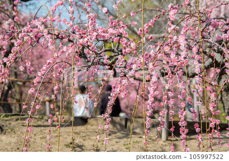 Early spring beauty "weeping plum" 105997522