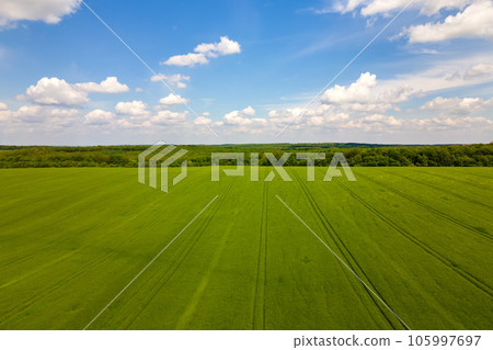 Aerial landscape view of green cultivated agricultural fields with growing crops on bright summer day. 105997697