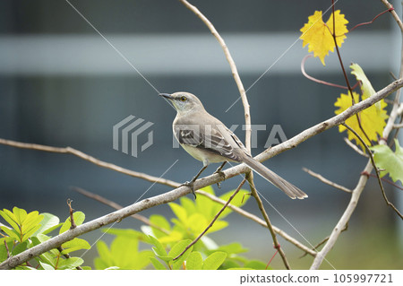 A Northern mockingbird bird perched on a tree branch A Northern mockingbird bird perched on a tree branch 105997721