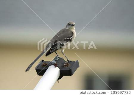 A Northern mockingbird bird perched on a fence pole 105997723