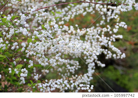 Flower of a sagebird Flower of a sagebird 105997742