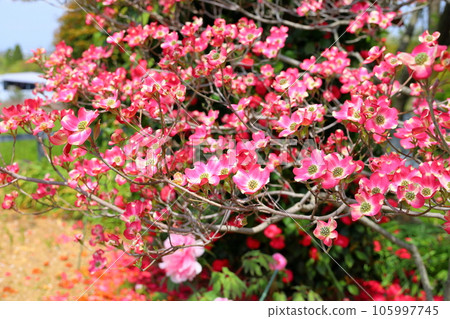 Dogwood flower Dogwood flower 105997745