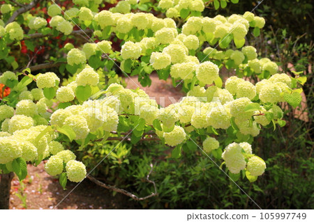 大出馬里花開始綻放 105997749