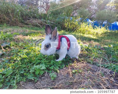 Pet rabbit eating clover in oncheoncheon park, Busan, South Korea, Asia Pet rabbit eating clover in oncheoncheon park, Busan, South Korea, Asia 105997787