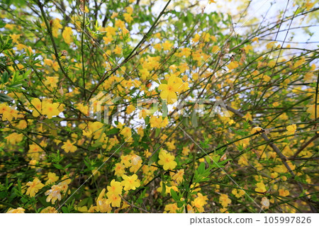 Oubai的花朵 Oubai的花朵 105997826