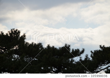 森林和天空的圖片 森林和天空的圖片 105998036